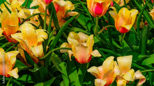 Obraz yellow and red tulips