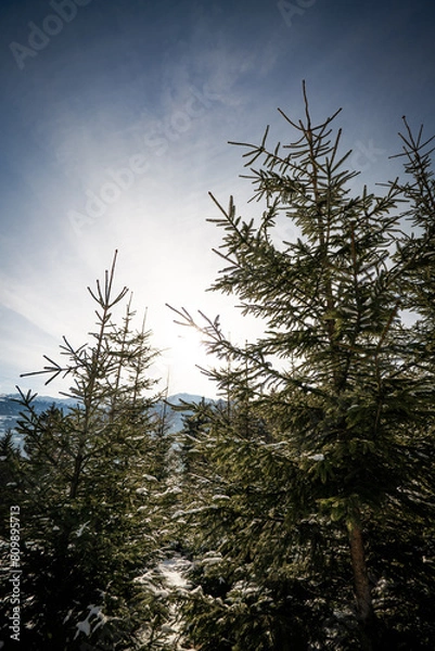 Obraz trees in the forest