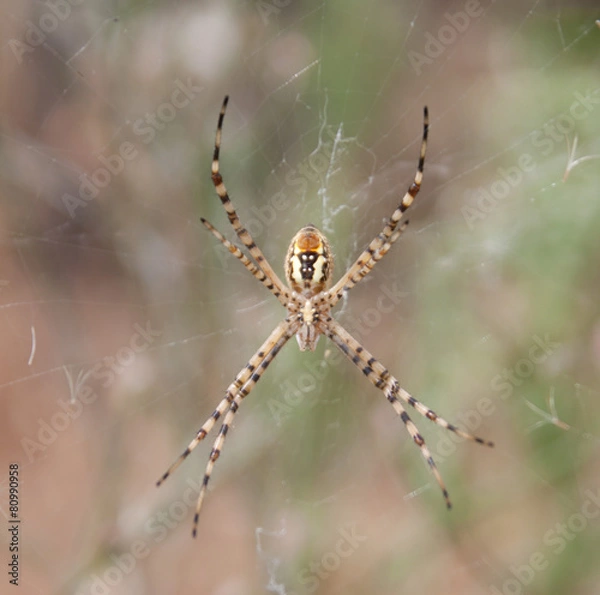 Obraz aranha na teia