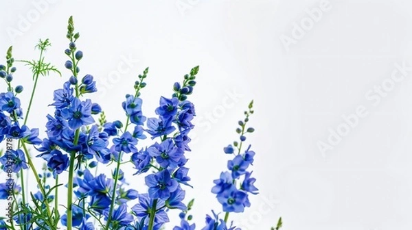 Obraz blue delphinium
