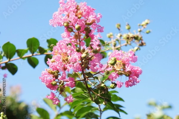 Obraz サルスベリ