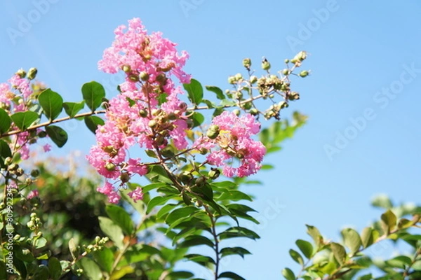 Obraz サルスベリ