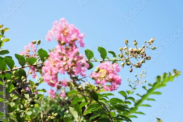 Obraz サルスベリ