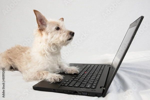 Obraz Tan terrier with paws on laptop gazing at screen