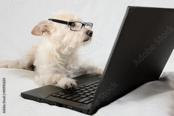 Obraz Light brown terrier with glasses looking at laptop