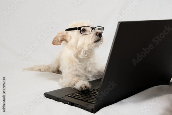 Obraz Terrier wearing glasses and working at laptop