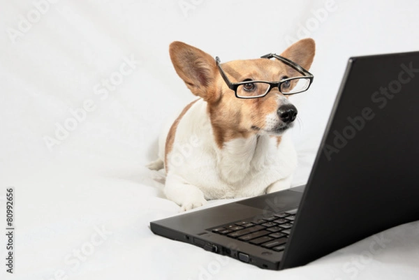 Obraz Cardigan Welsh Corgi wearing glasses and looking at laptop