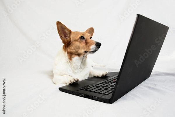 Fototapeta White and brown corgi with paws on keyboard looking at laptop