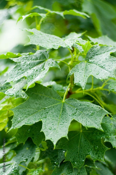 Obraz Maple leaves after rain