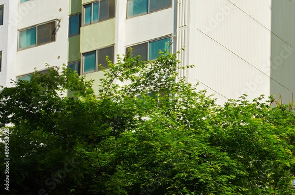 Obraz 단풍나무 뒤로 아파트가 보입니다.