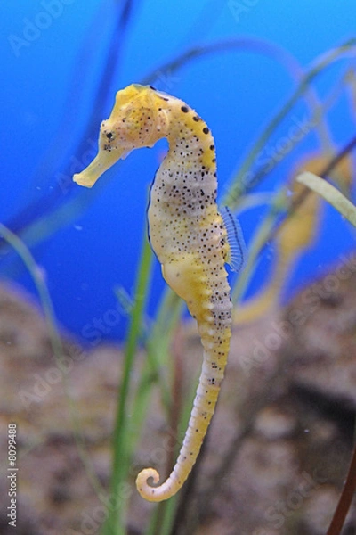 Fototapeta konik morski