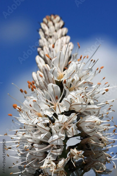 Obraz asphodele blanc - pyrenees orientales