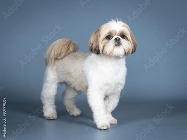 Fototapeta Shih tzu standing in profile in a photography studio