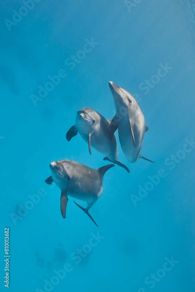 Fototapeta Common bottlenose dolphin tursiops truncatus underwater