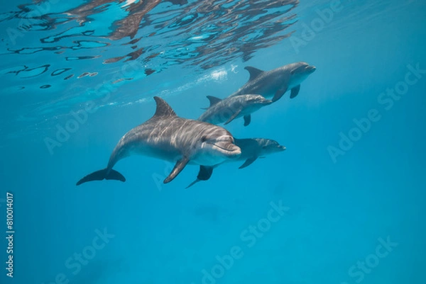 Fototapeta Common bottlenose dolphin tursiops truncatus underwater