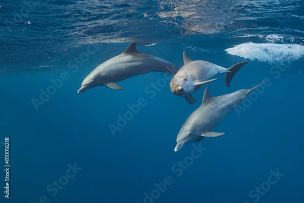 Fototapeta Common bottlenose dolphin tursiops truncatus underwater