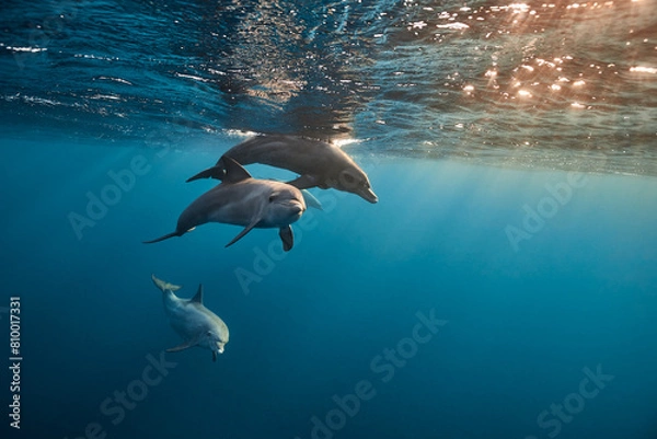 Fototapeta Common bottlenose dolphin tursiops truncatus underwater