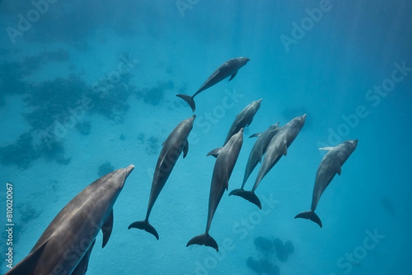 Fototapeta Common bottlenose dolphin tursiops truncatus underwater