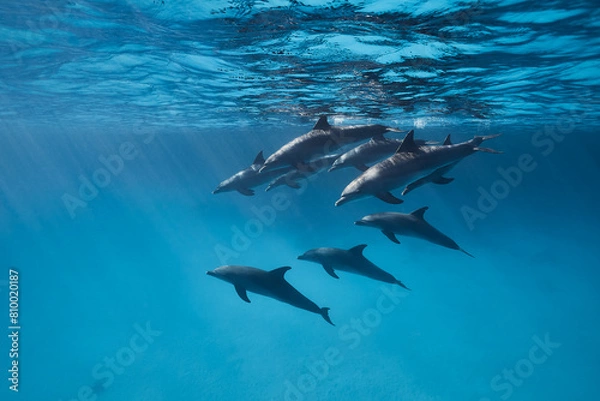 Obraz Common bottlenose dolphin tursiops truncatus underwater