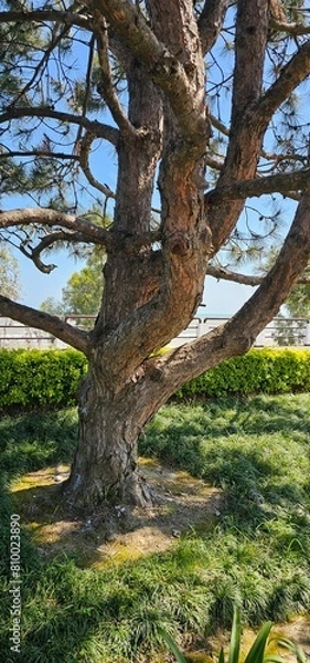 Fototapeta Park bench next to tree in front of brick building