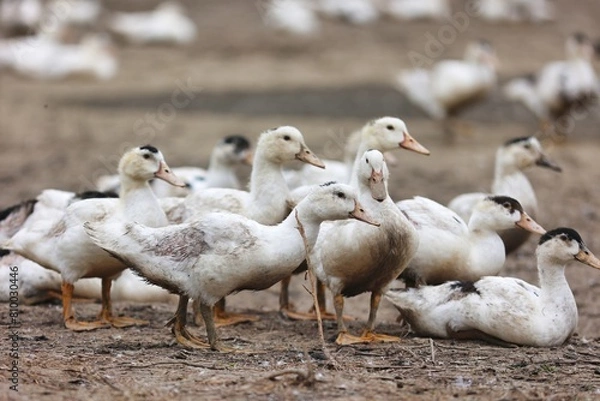 Obraz Elevage de canards gras, risque de grippe aviaire