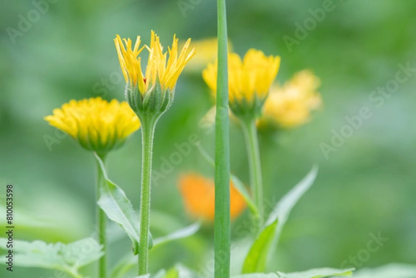 Obraz Vibrant yellow petals of calendula blooms in spring.