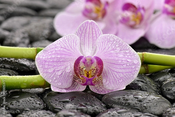 Obraz Storczyk z bambusami na kamieniach bazaltowych