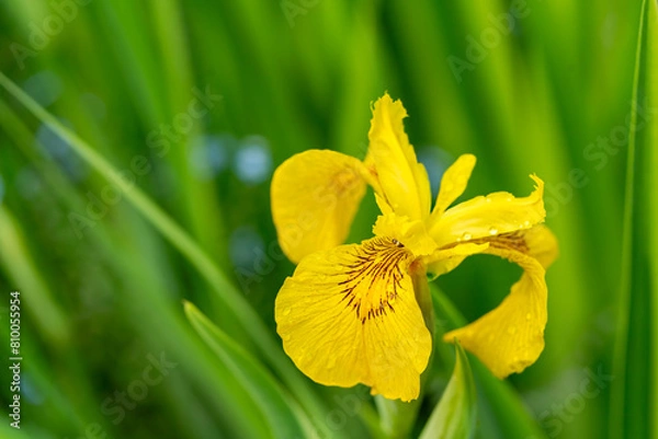 Fototapeta The yellow flag iris or Iris pseudacorus grows wild in parts of North America and elsewhere but is also cultivated as a garden flower.