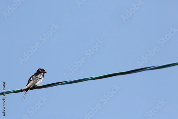 Fototapeta つばめ