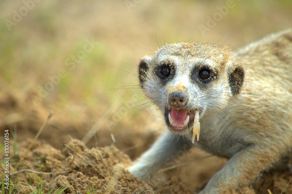 Fototapeta A funny Meerkat (Suricata suricatta) eating a scorpion after digging in the sand of the Kalahari Desert  in South Africa, the animal who plays Timon in the Lion KIng movies