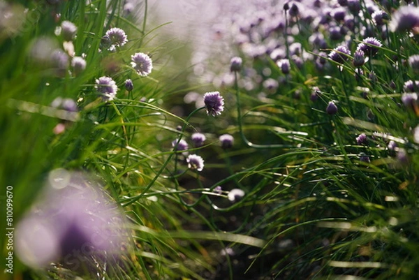 Obraz field of fresh green chives with purple blossoms in the sunlight