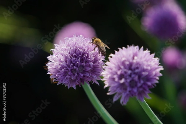 Obraz close up of a bee on the purple blossom of a chive