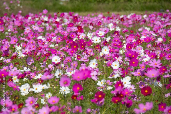 Fototapeta コスモス