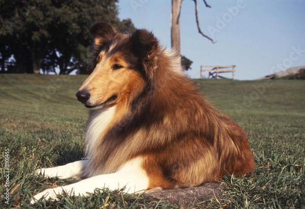 Obraz chien colley allongé verdure