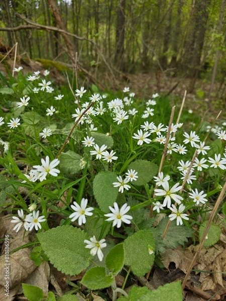 Obraz flowers in the forest