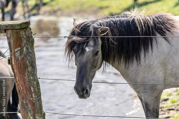 Obraz Wildpferde in Dülmen