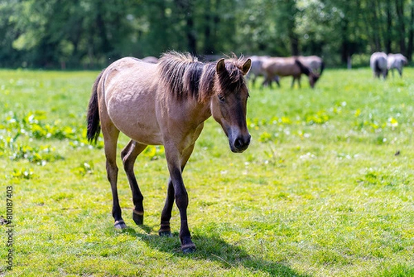 Obraz Wildpferde in Dülmen