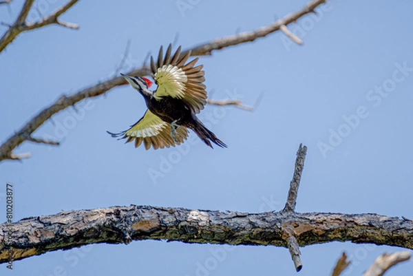 Obraz Pileated Woodpecker