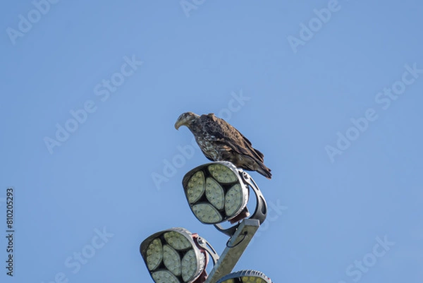 Obraz Juvenile Bald Eagle
