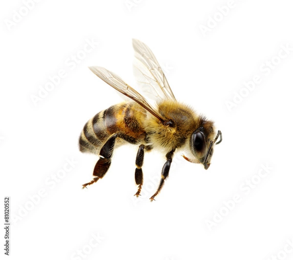 Obraz pszczoła