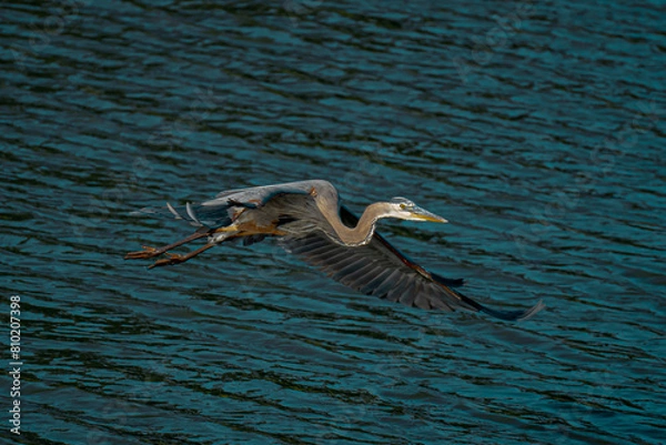 Obraz Great Blue Heron