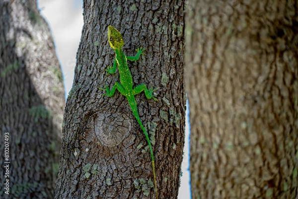 Obraz Knight Anole