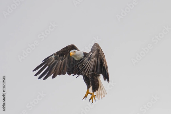 Fototapeta Bald Eagle