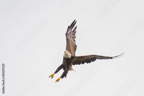 Fototapeta Bald Eagle