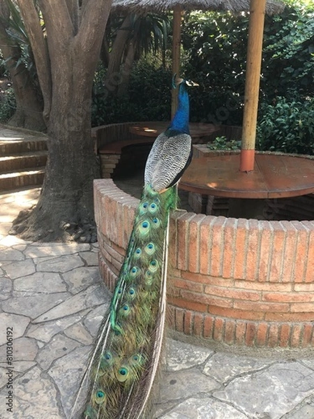 Obraz Peacock