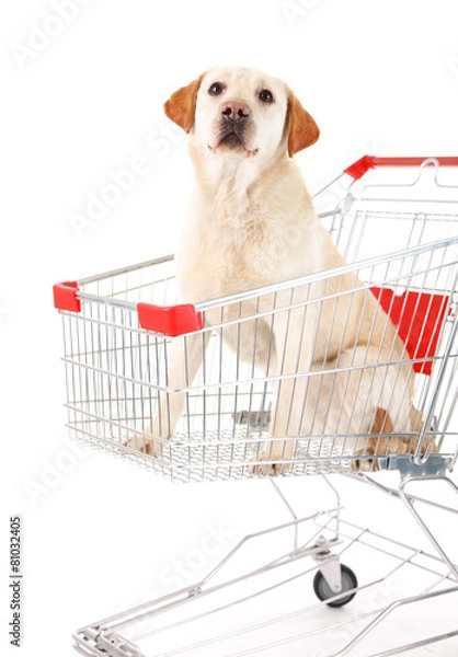 Fototapeta Dog in shopping cart isolated on white