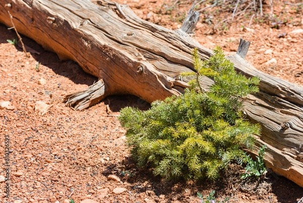 Obraz A tree stump with a small green plant growing out of it