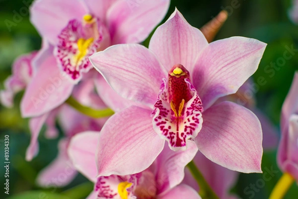 Fototapeta Gently pink orchid