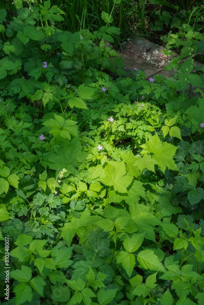 Obraz Herb Robert (Geranium robertianum)