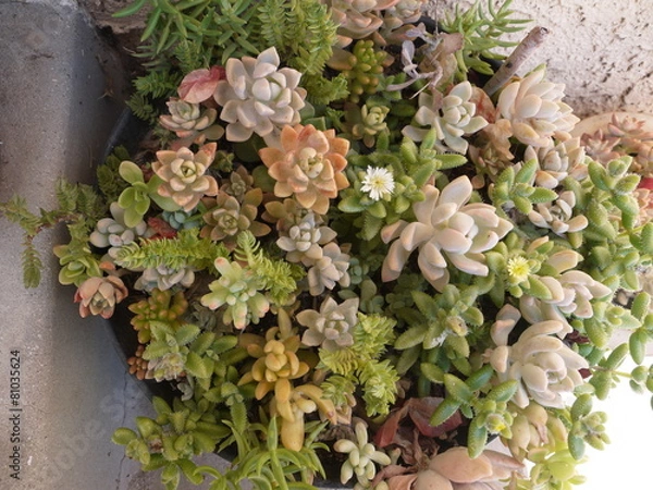 Obraz 多肉植物の寄せ植え鉢
